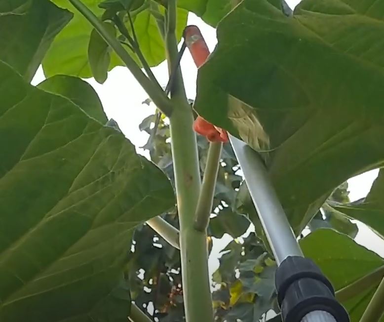 Cómo podar paulownias altas con pértiga extensible