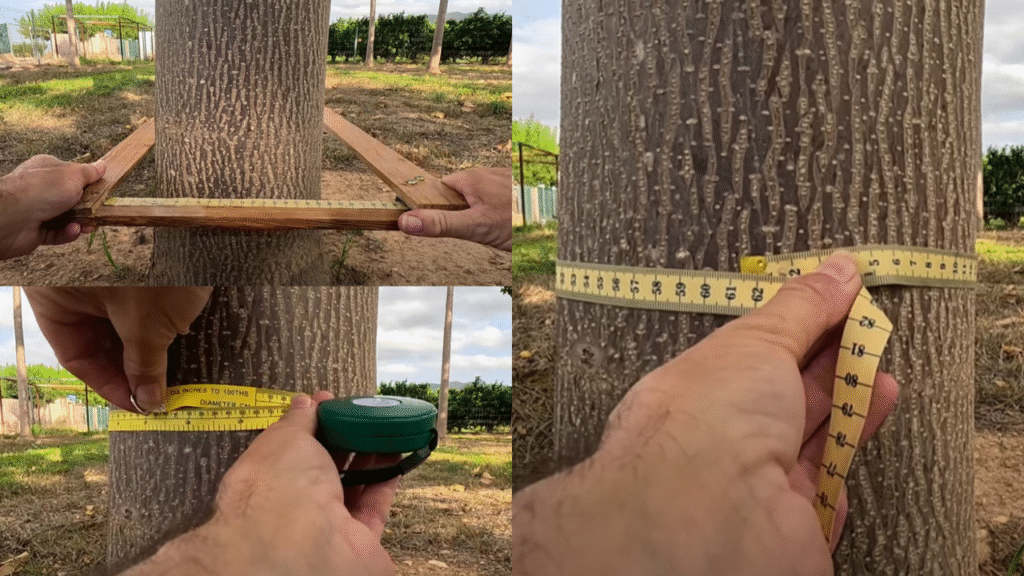 medicion_paulownia