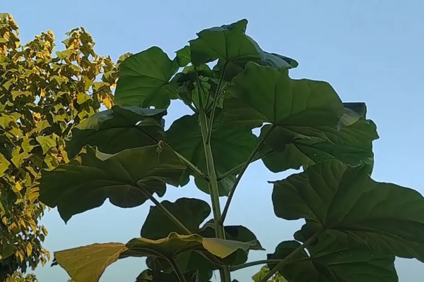 paulownia