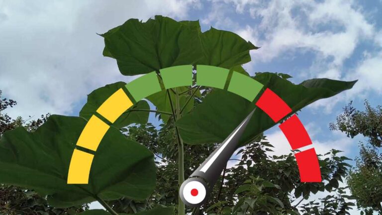 Rentabilidad en las paulownias: Controla tus costes