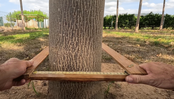 calibre_paulownia