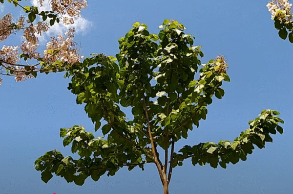 Paulownia Lankao