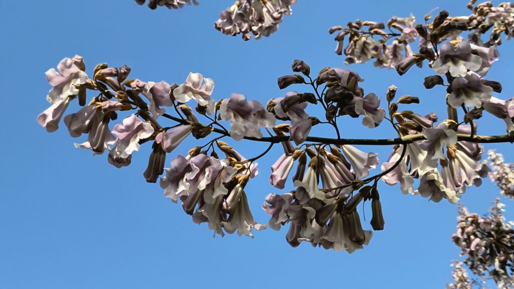 Paulownia Lankao