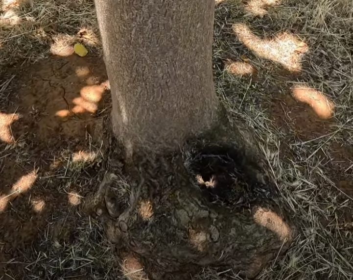 tocón paulownia