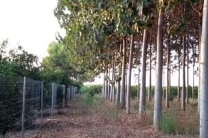 Fila densa de paulownias en parcela agrícola al atardecer