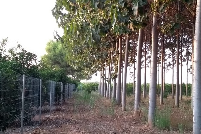 Fila densa de paulownias en parcela agrícola al atardecer